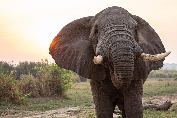 Gifts For Elephant Lovers