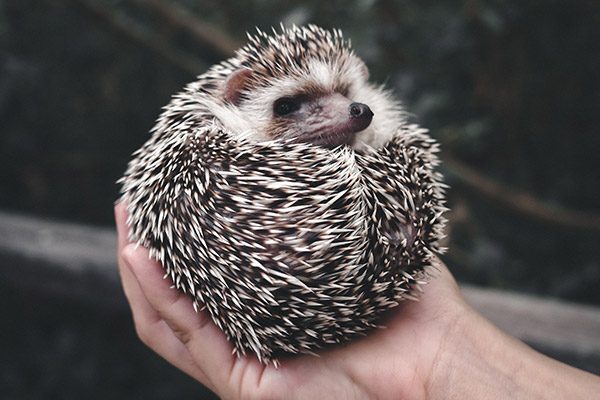 Hedgehog Gifts