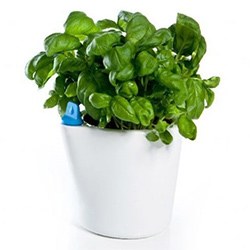 Thoughtful Gifts For Elderly Self Watering Pot