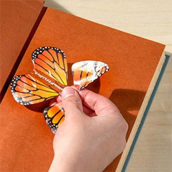 Gifts For Butterfly Lovers Card Insert