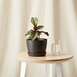 Best Gifts For Realtors Potted Plant