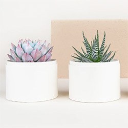 Best Anniversary Gifts For-Your Wife Succulent Garden