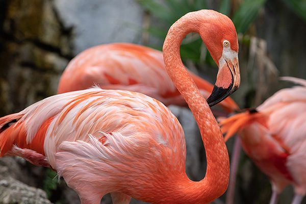 Flamingo Gifts