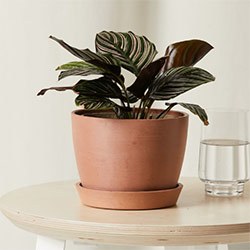 Amazing Grandmother Gifts Potted Plant