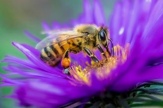 Bee Gifts
