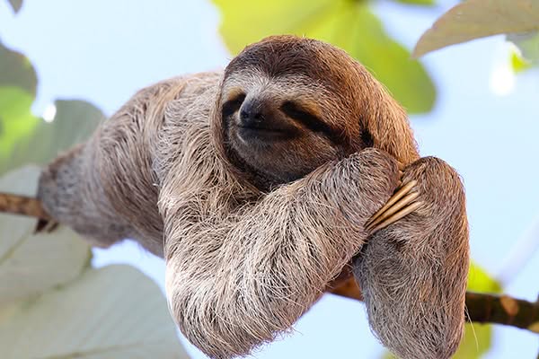 Sloth Gifts