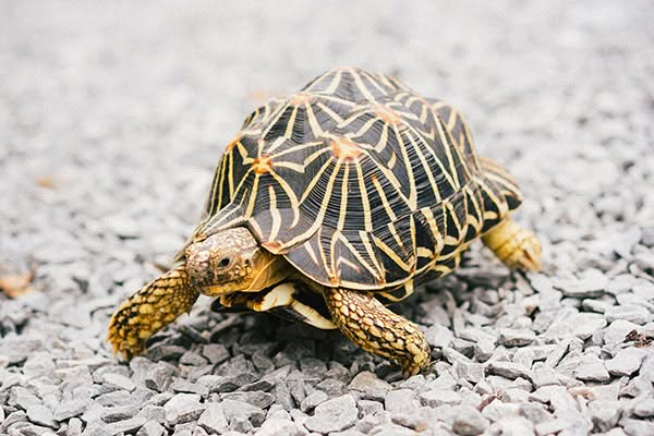 Gifts For Turtle Lovers