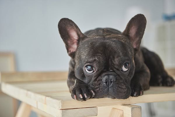 French Bulldog Gifts