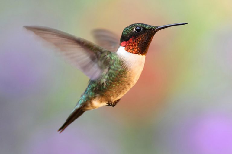 Hummingbird Gifts