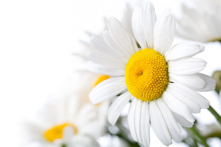 Daisy Gifts